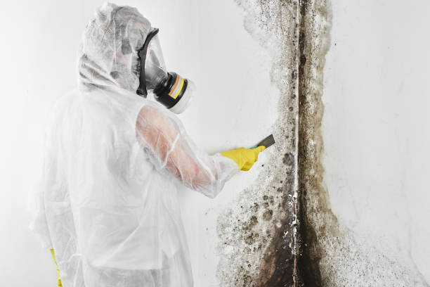 Best Emergency Mold Remediation in Cheney, KS